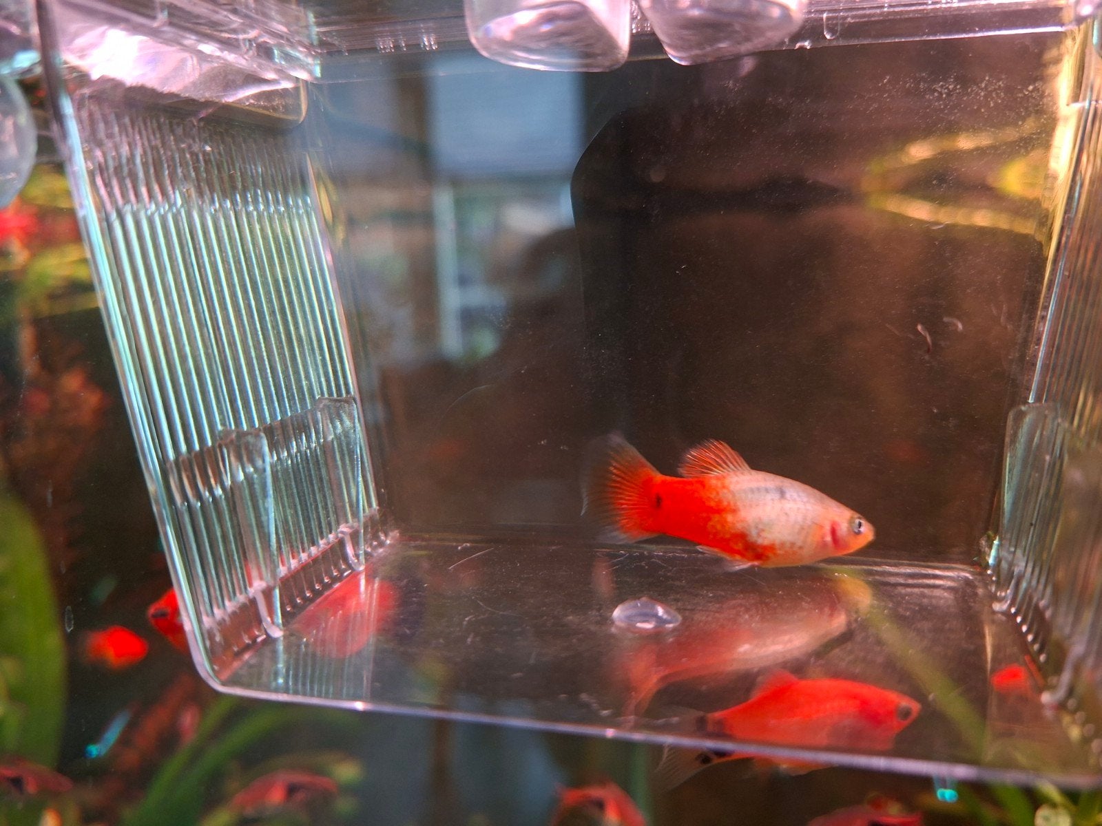 Platy man gratis