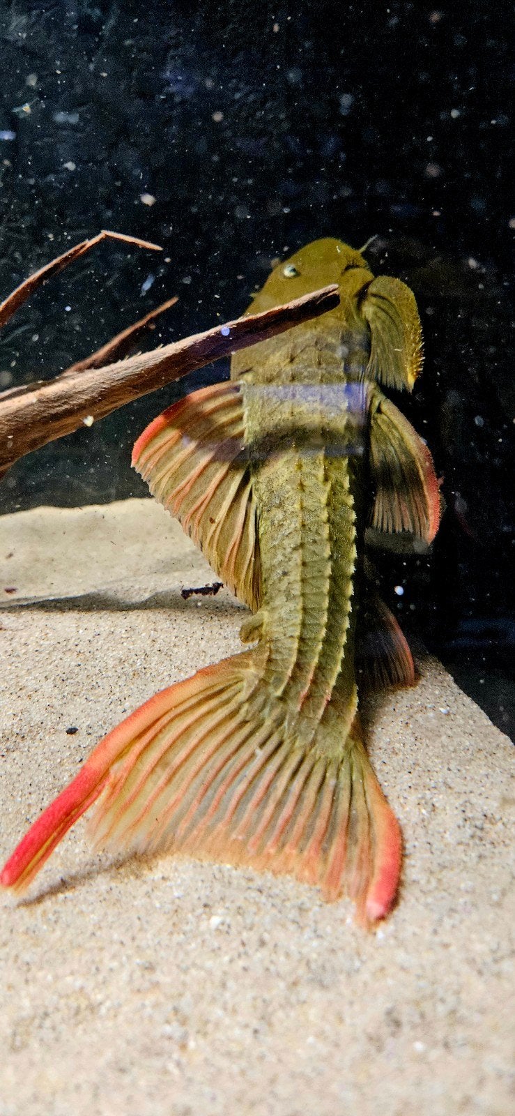 L-Nummers: L024 Pseudacanthicus pitanga, Vis, Zoetwatervis