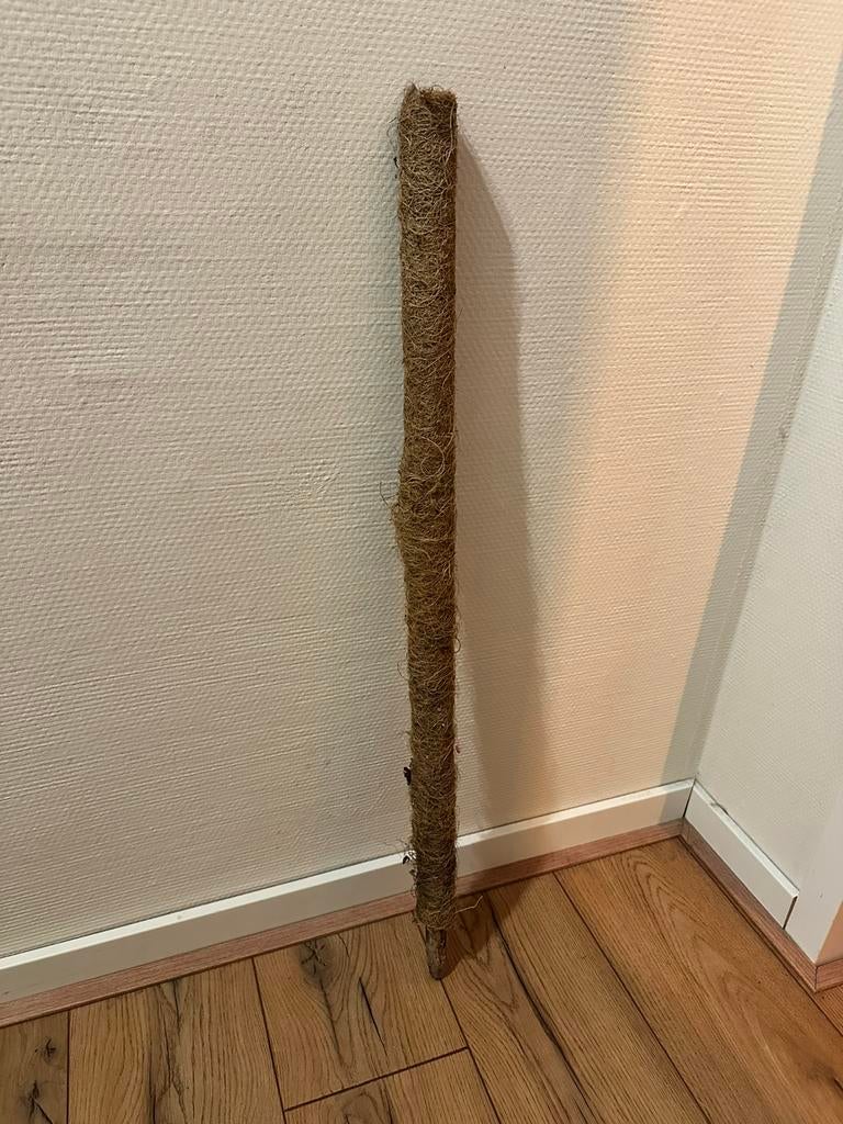 Mospaal / mosstok 75 cm, Ophalen, Halfschaduw, Minder dan 100 cm