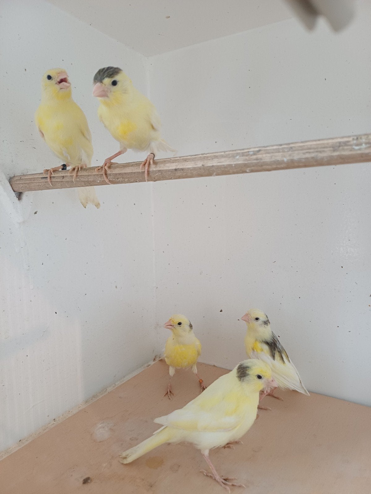 100% waterslagers, Meerdere dieren, Kleurkanarie