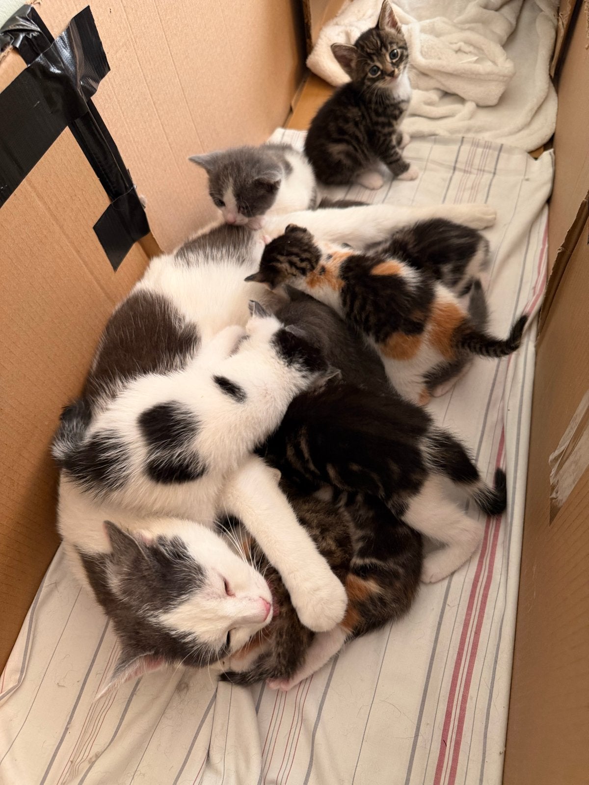 12 gezonde, speelse kittens zoeken nieuw thuis, Dieren en Toebehoren, Katten en Kittens | Overige Katten, Meerdere dieren, Kortharig