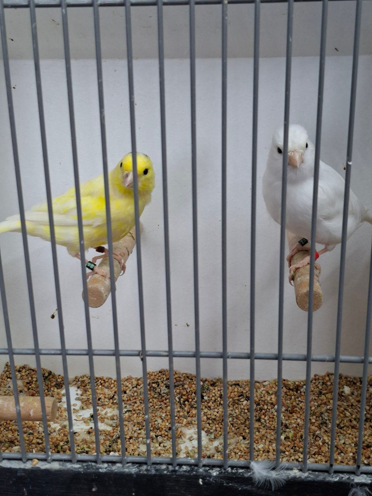 Koppel kanaries, Meerdere dieren, Kleurkanarie