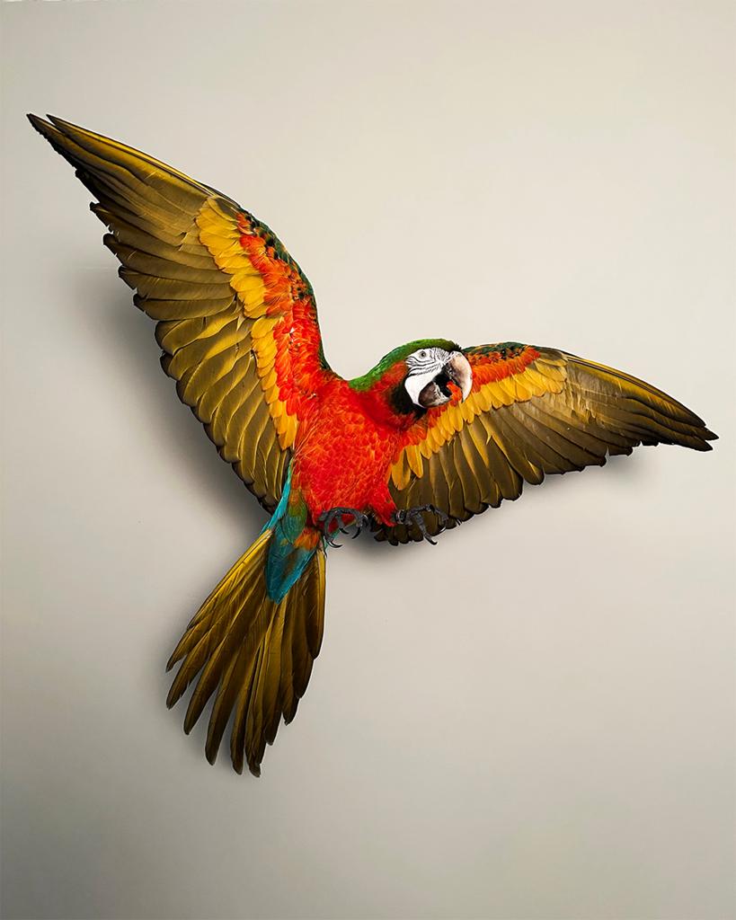Prachtige opgezette Harlekijn Ara, Ophalen of Verzenden, Vogel, Opgezet dier