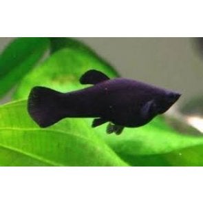 Black molly, Dieren en Toebehoren, Vissen | Aquariumvissen, Vis