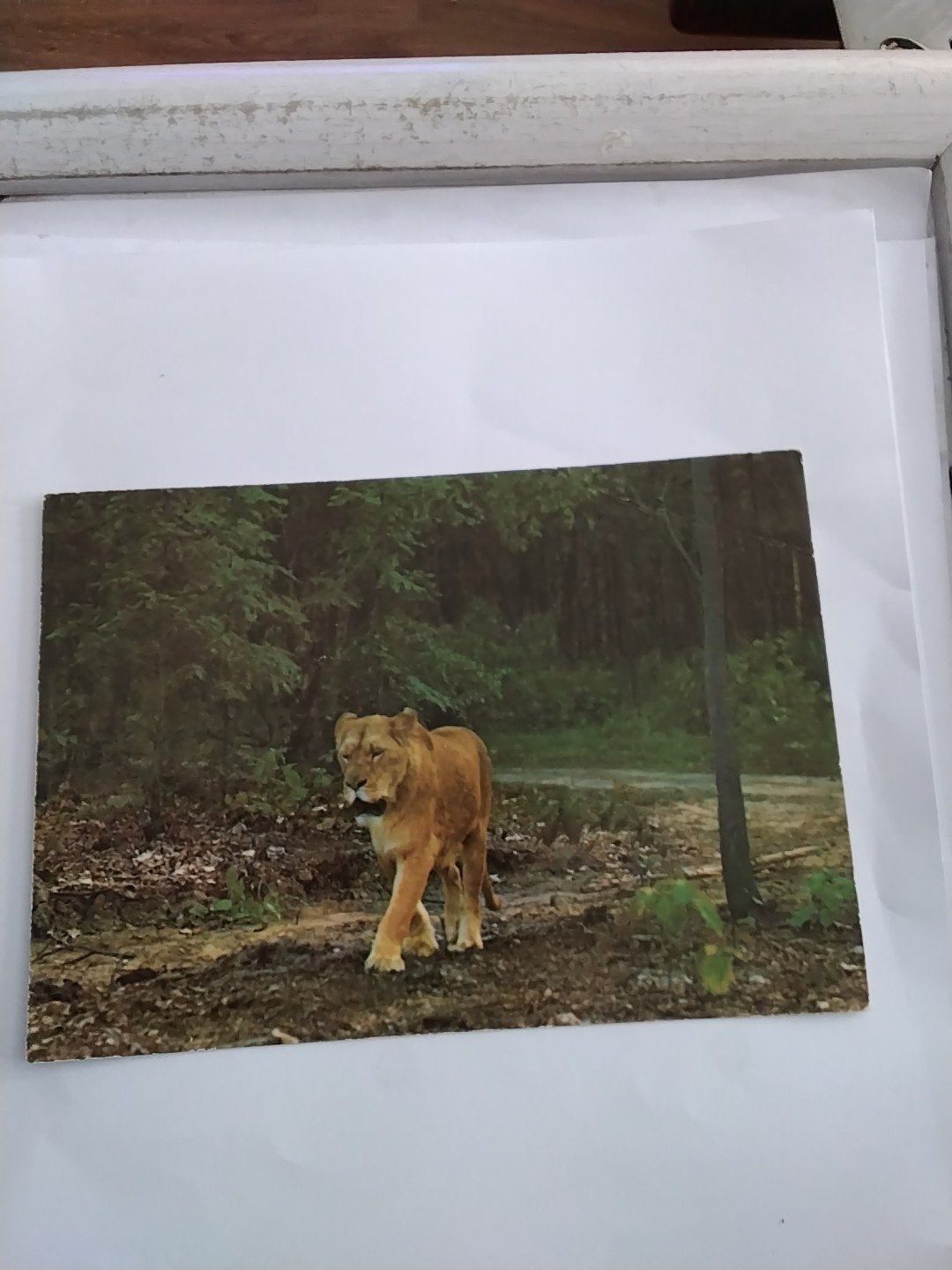 Vintage Ansichtkaart Leeuwin Burgers' Zoo Arnhem Gelopen, Ophalen of Verzenden, 1960 tot 1980, Gelopen, Gelderland