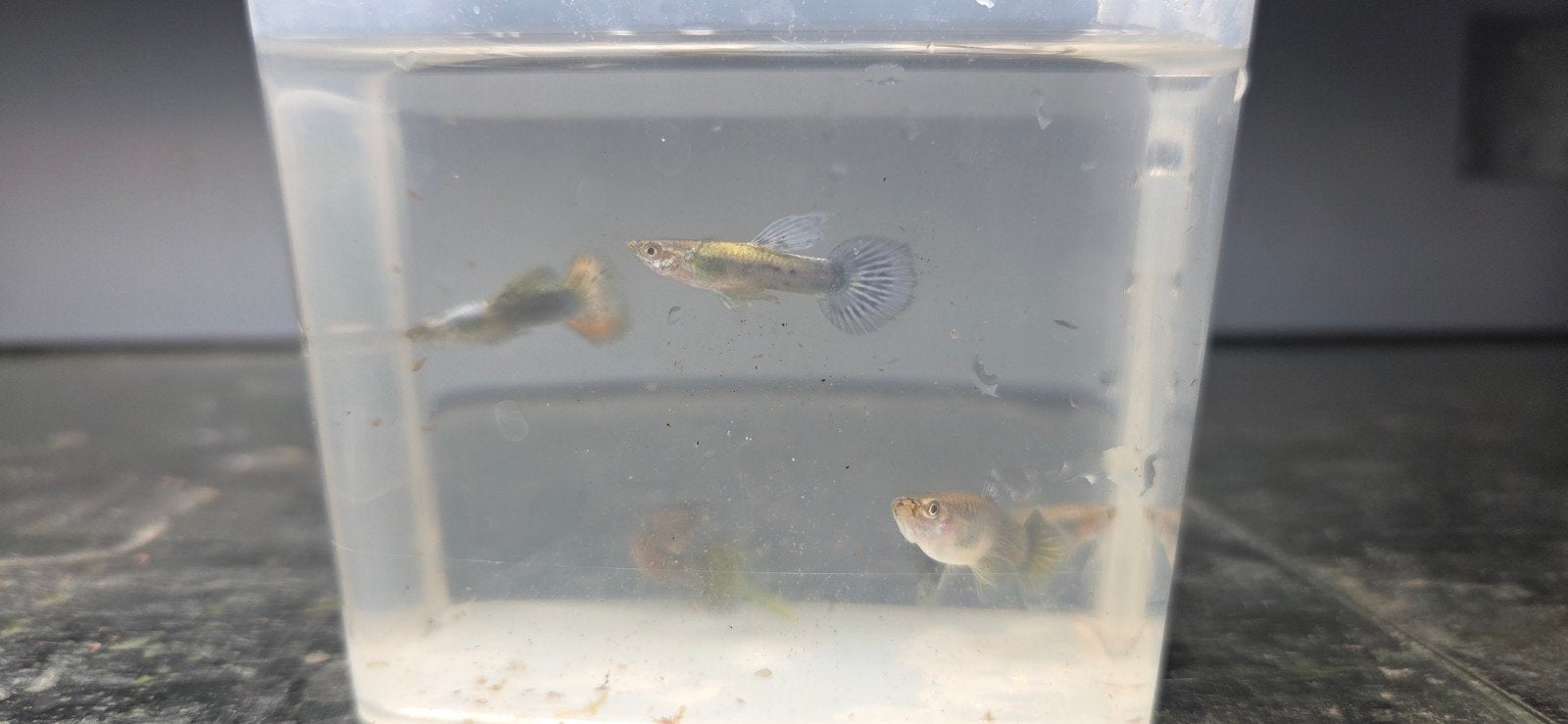 gyppys, Vis, Zoetwatervis