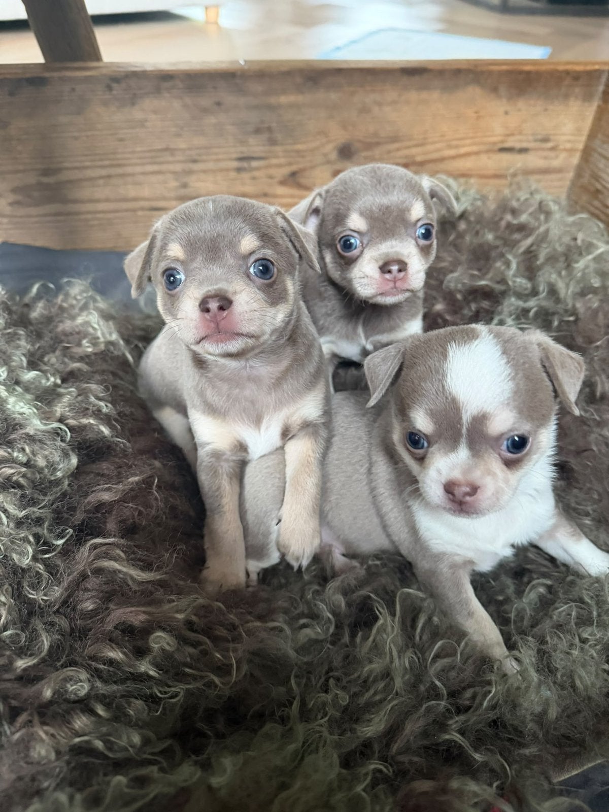 Chihuahua pups Bleu tan wit, 8 tot 15 weken, Meerdere, Meerdere dieren, Chihuahua