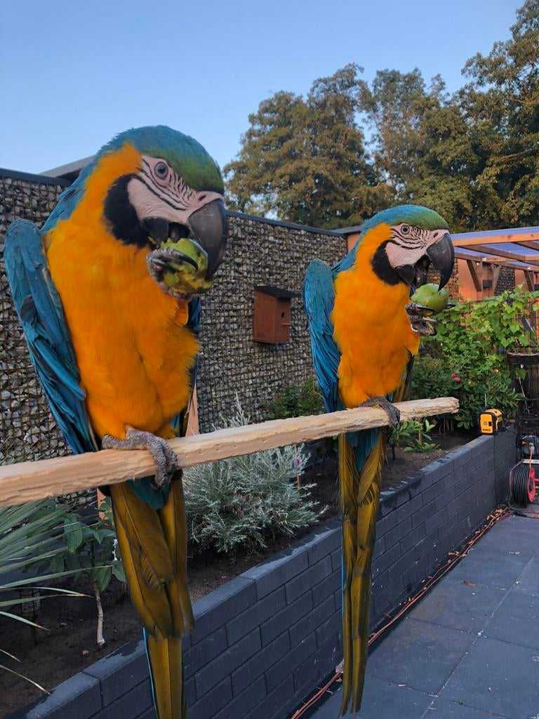2 nestgenoten blauw gele aras van 3 jaar oud tam!, Geslacht onbekend, Papegaai, Pratend