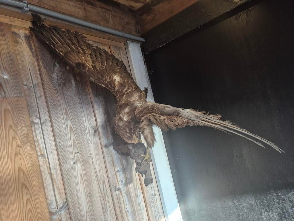 Opgezette buizerd - Goed uitziend, Ophalen of Verzenden