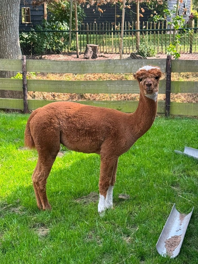 Prachtige Alpaca hengst, Juli, Mannelijk