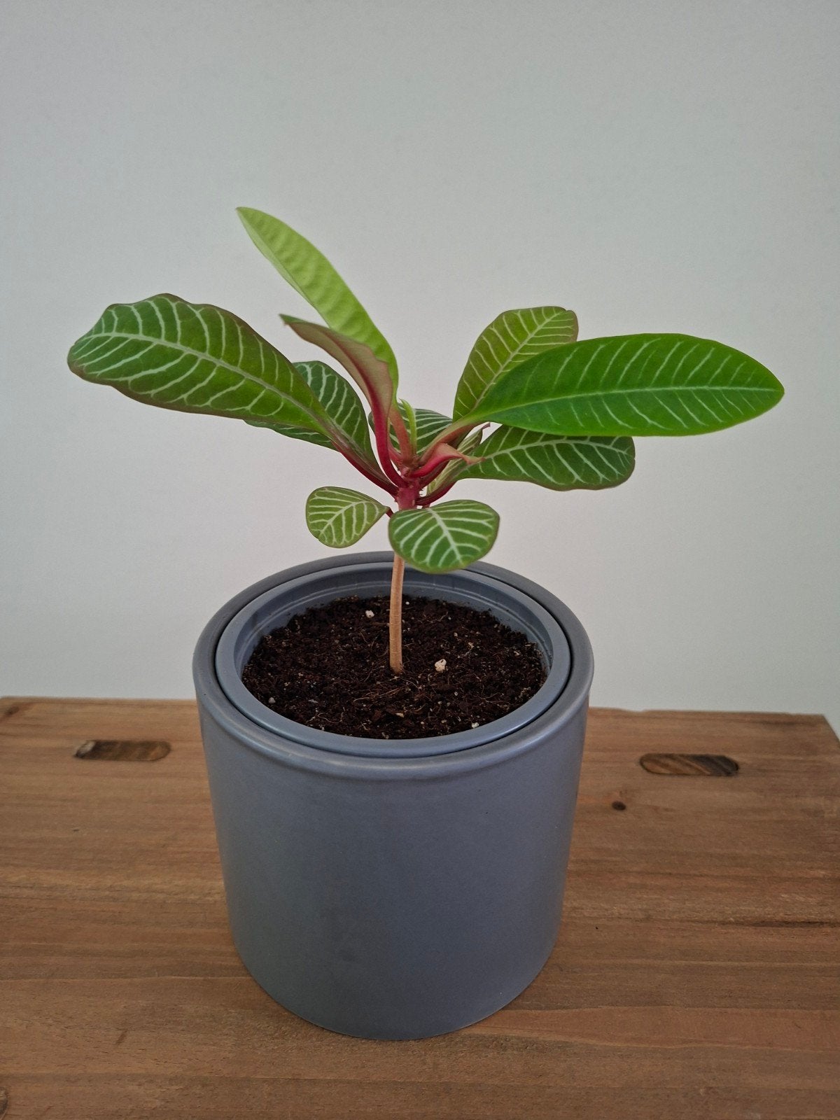 Madagaskar Jewel palm plant inclusief grijze bloempot., Huis en Inrichting, Ophalen, Halfschaduw, Minder dan 100 cm