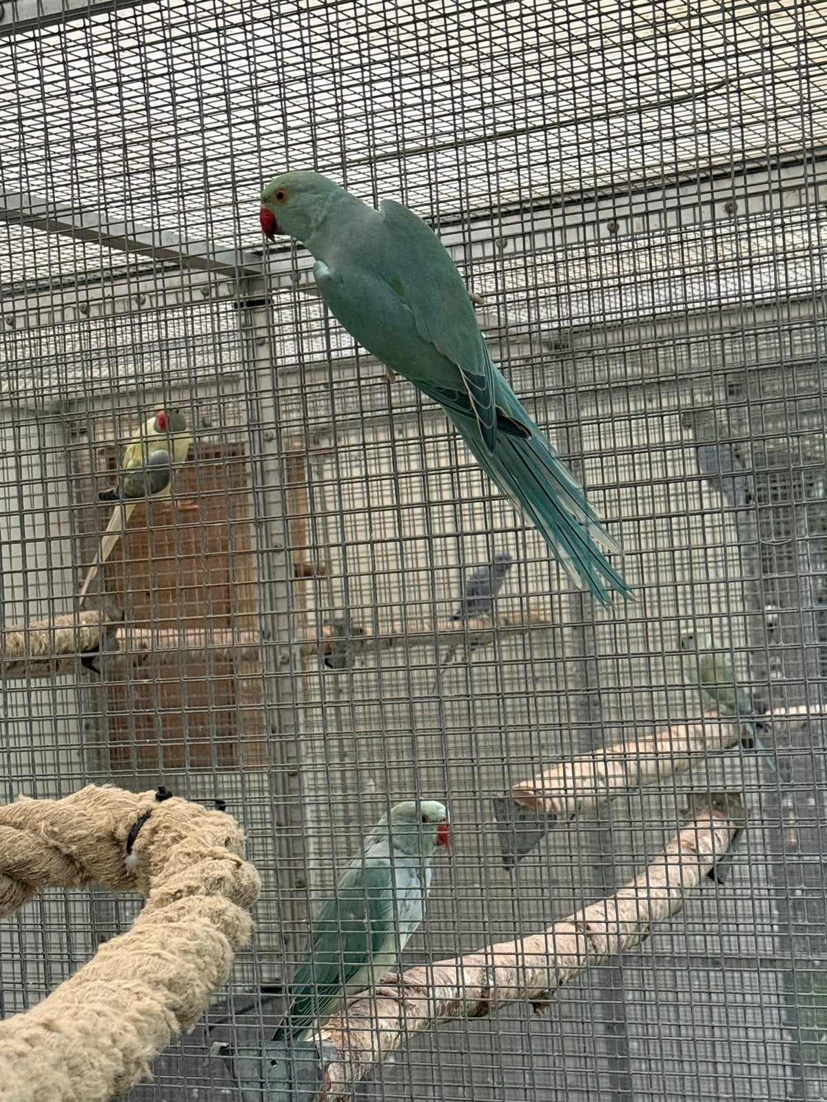 Halsband parkiet, Dieren en Toebehoren, Geslacht onbekend, Parkiet, Geringd