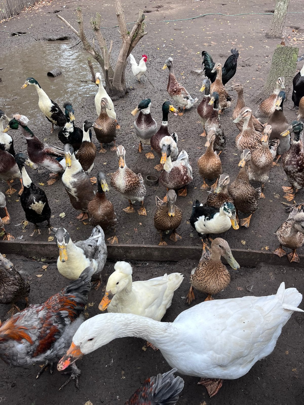 Pluimvee, Dieren en Toebehoren, Mannelijk, Kip