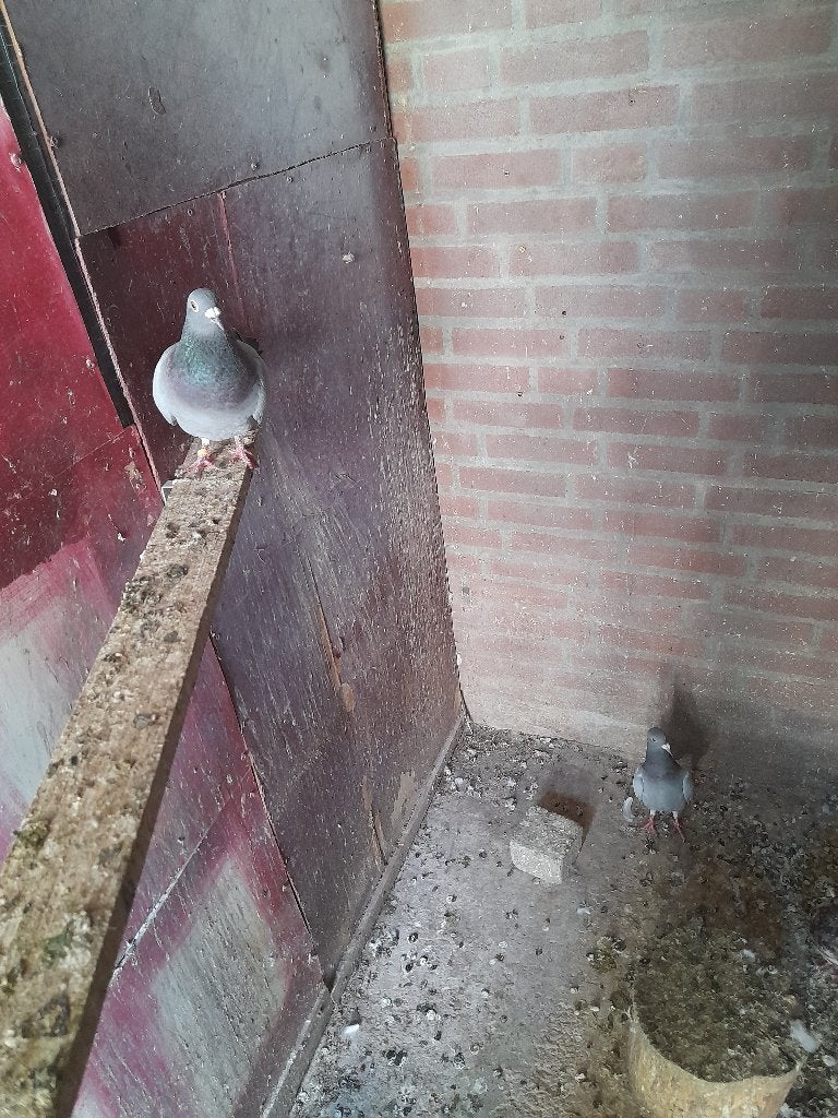 duiven, Dieren en Toebehoren, Meerdere dieren, Postduif