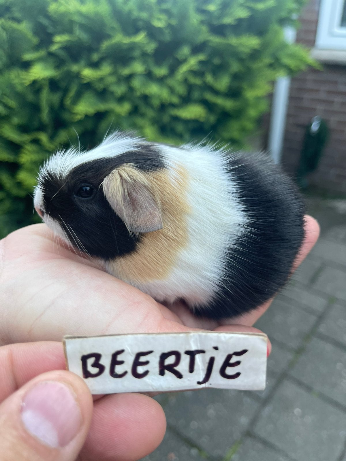 Jonge cavia beertjes. Erg lief en schattig. Ook teddy., Dieren en Toebehoren, Cavia, Juni, Mannelijk, Tam