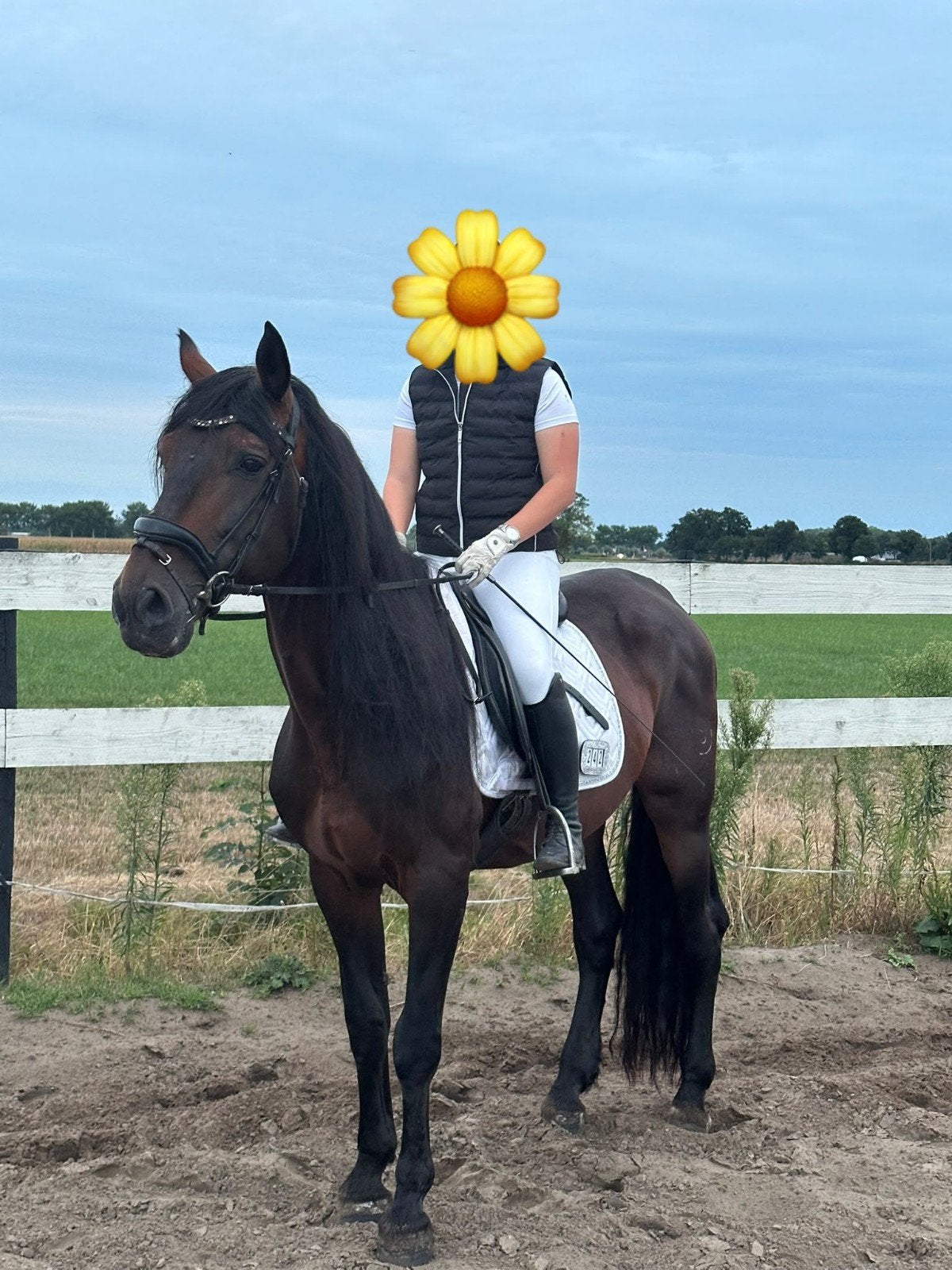 Gaaf Familie/ Recreatie Paard, Dieren en Toebehoren, Hengst, 160 tot 165 cm, 11 jaar of ouder, Recreatiepaard