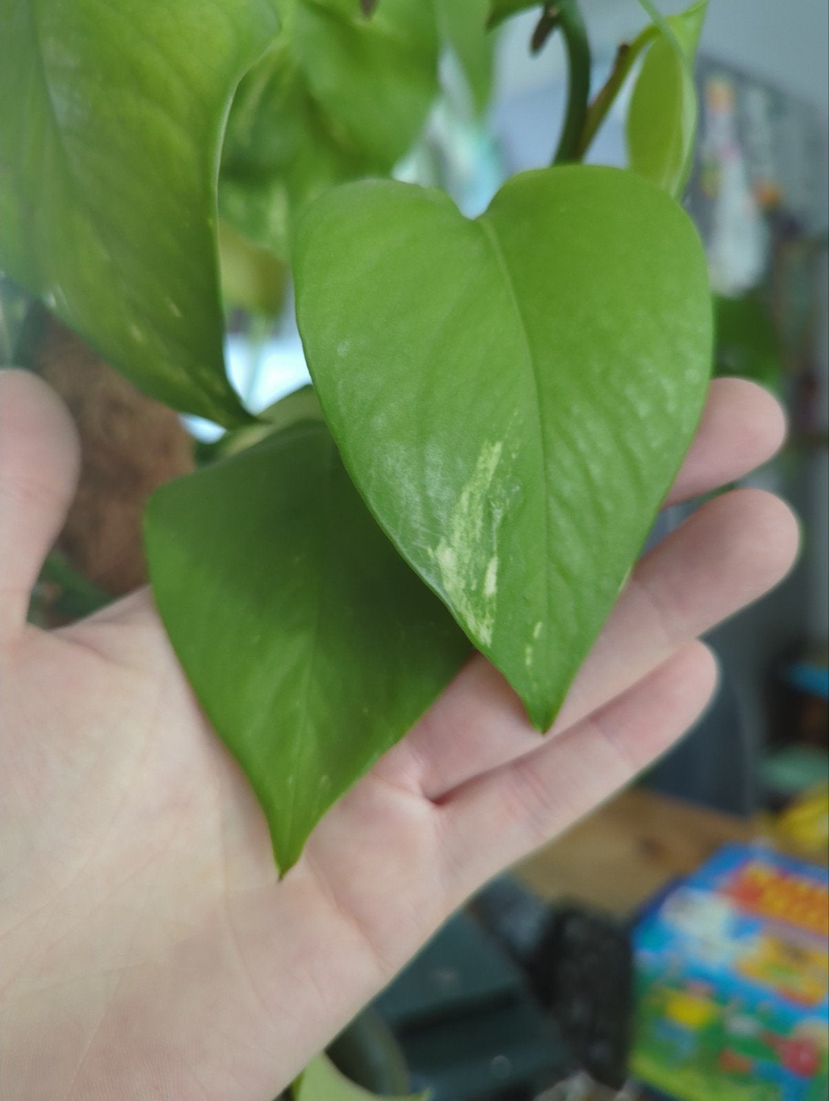 Drakenklimop stekjes, Groene kamerplant, Ophalen, Halfschaduw, Minder dan 100 cm