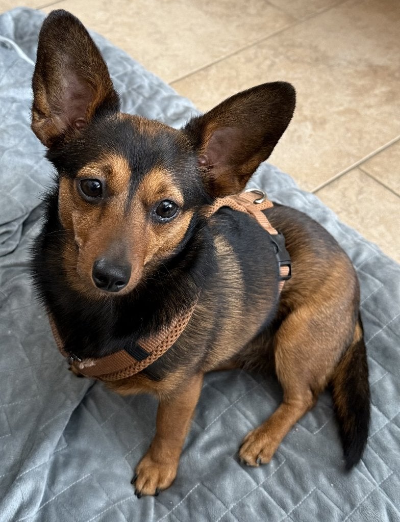 kruising hond, Dieren en Toebehoren, 1 tot 2 jaar, Teef, Parvo, Eén hond