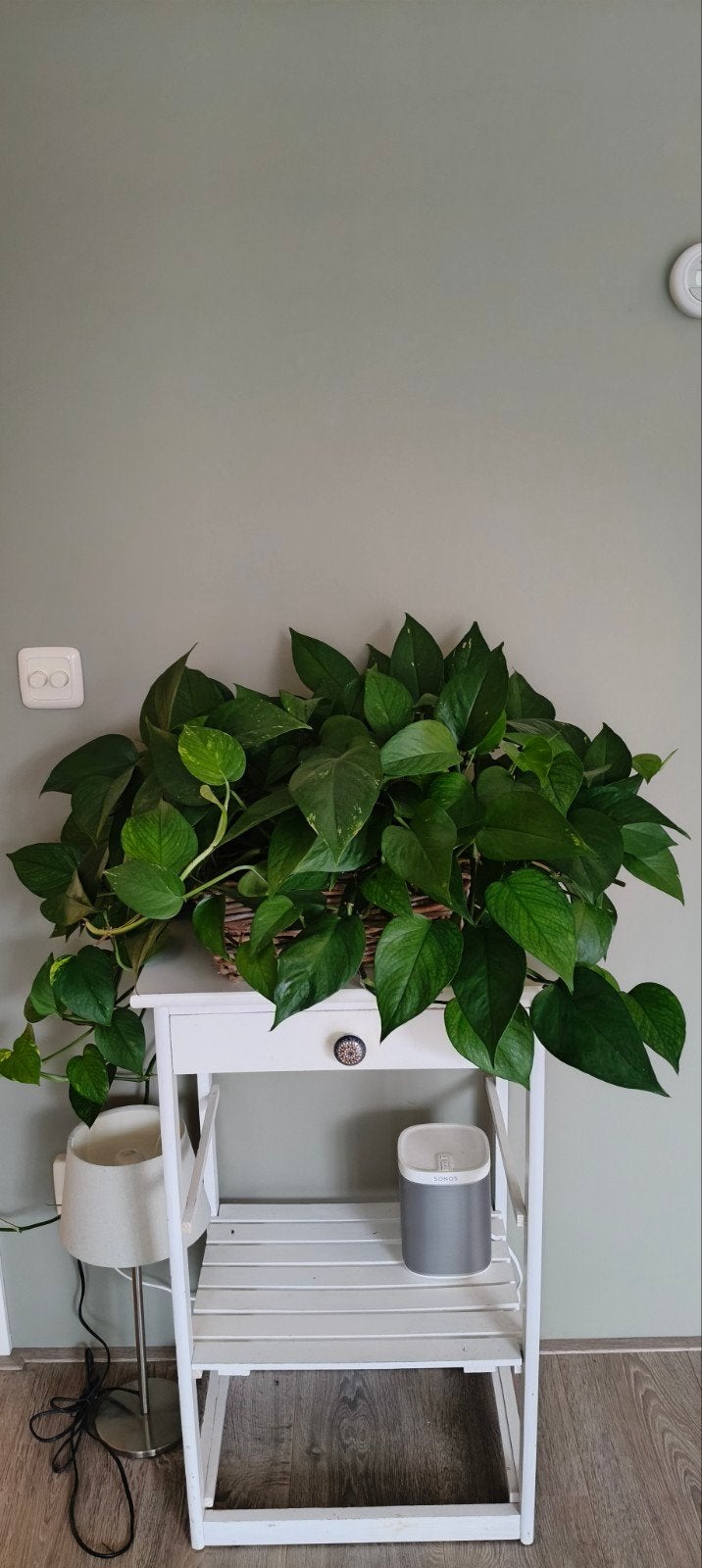 Grote groene kamerplant in rieten mand, Ophalen, Halfschaduw, Minder dan 100 cm