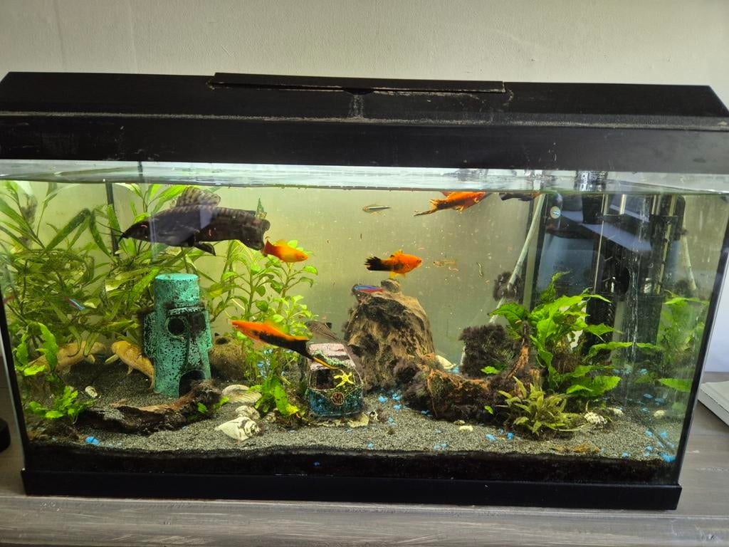 Compleet 60L aquarium inclusief veel toebehoren., Ophalen, Juwel, Inclusief toebehoren, Gevuld zoetwateraquarium
