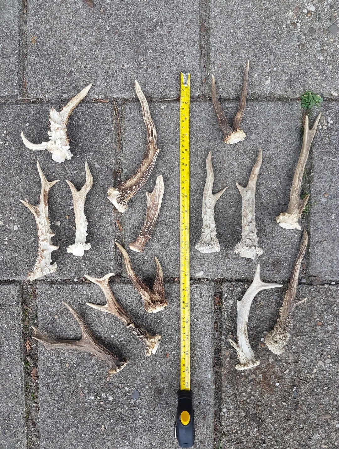 Ree bok gewei stangen 6-enders abnormaal knutsel decoratie., Verzamelen, Ophalen of Verzenden, Zo goed als nieuw, Hert, Gewei of Kop
