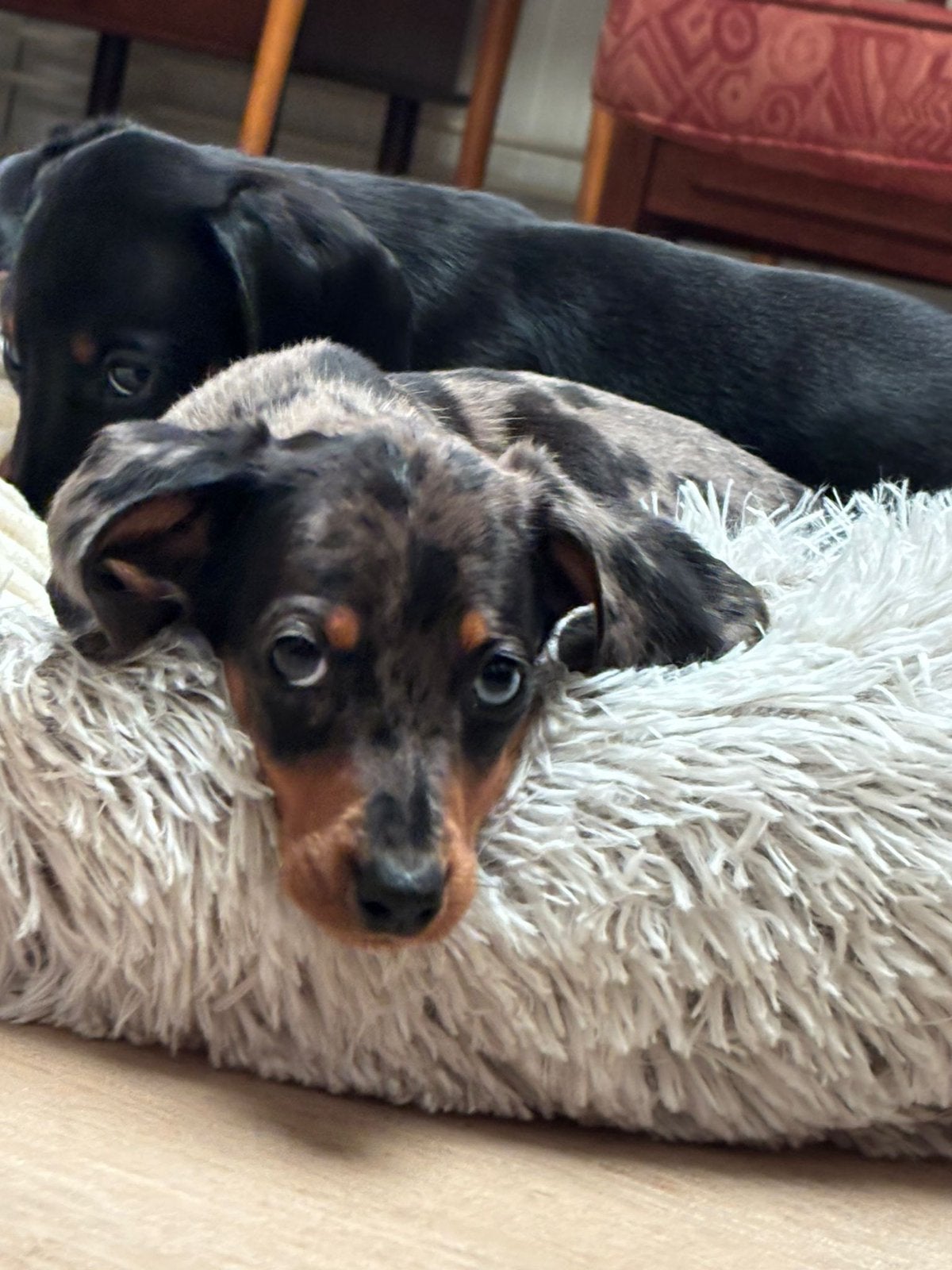 Te koop mooi nestje dwergteckel puppy teckelpups blue merle, Parvo, Nederland, 8 tot 15 weken, Korthaar