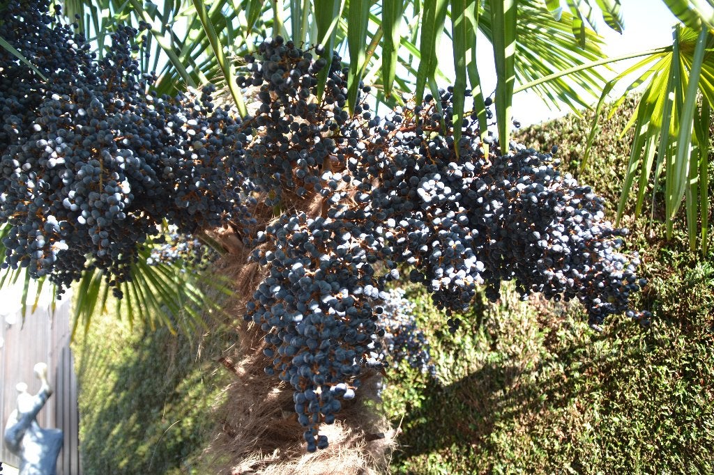 Verse trachycarpus fortunei palboomzaad winterhard tot -18, Volle zon, Ophalen of Verzenden, Minder dan 100 cm, Zomer