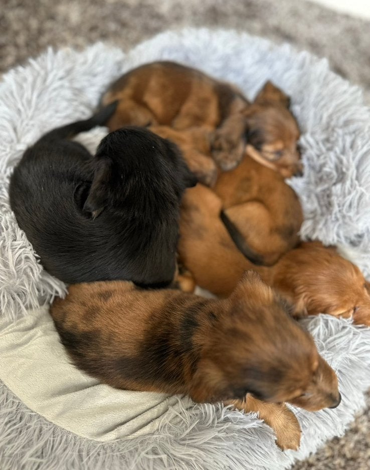 Dwergteckels pups langharige, 15 weken tot 1 jaar, Teef, Dwerg, Langhaar