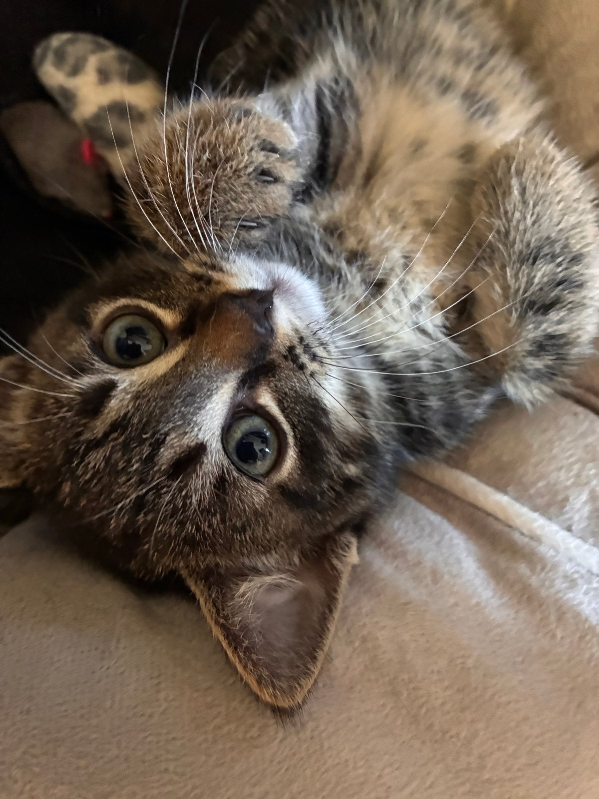 Kittens!, Meerdere dieren