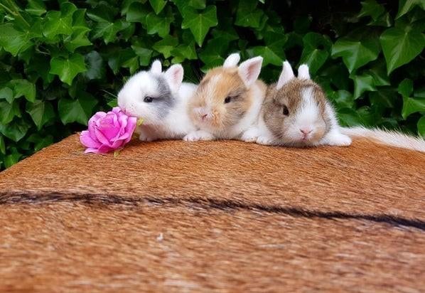 Mini baby dwerg konijnen !  💕 konijntjes dwergen konijn, Meerdere dieren, Dwerg, Hangoor, 0 tot 2 jaar