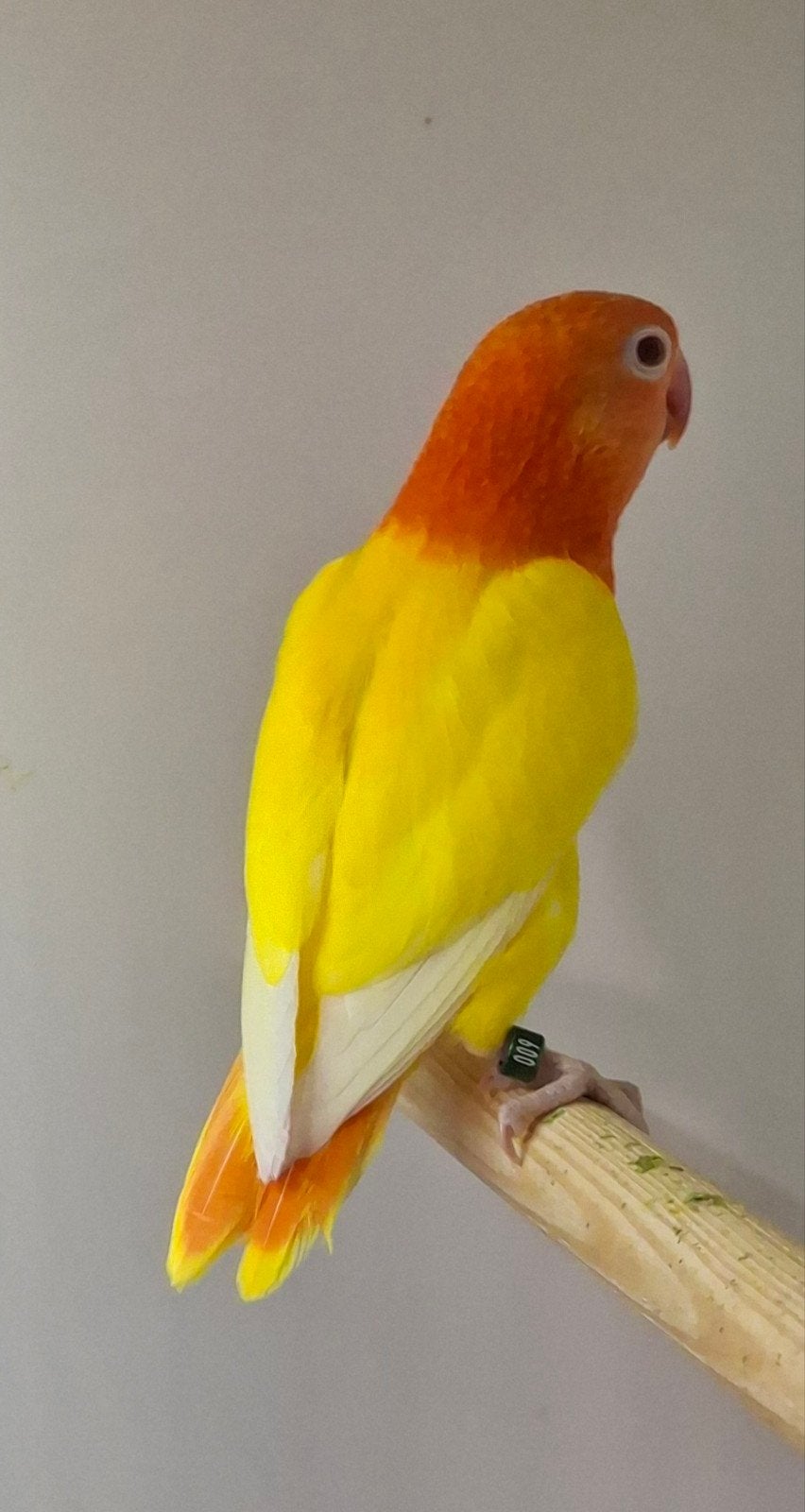 Te koop 3 Agapornis ficheri Opaline Lutino poppen met dna, Dieren en Toebehoren, Vogels | Parkieten en Papegaaien, Vrouwelijk