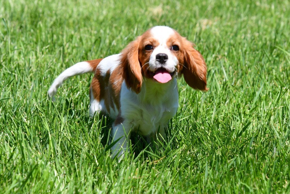 Cavalier King Charles pups te koop, 15 weken tot 1 jaar, Buitenland, Parvo, Meerdere