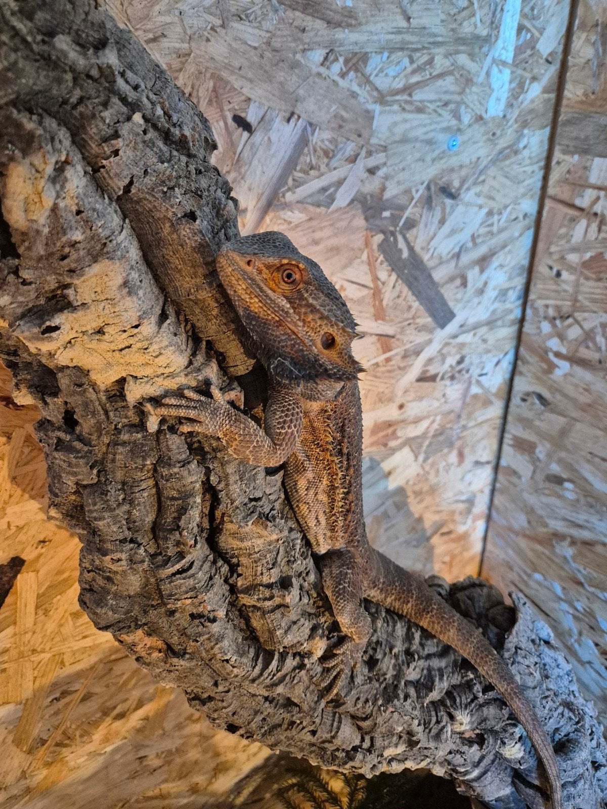 Baardagaam 1.0 Bearded Dragon - male for sale from djansen