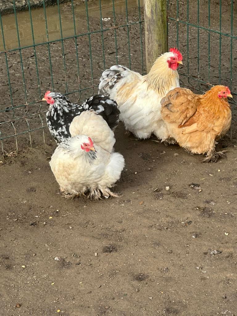 Broed eitjes cochin kriel, Meerdere dieren, Overige soorten