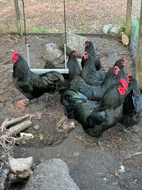 Mooie gezonde en actieve australorp haan, Dieren en Toebehoren, Mannelijk, Kip