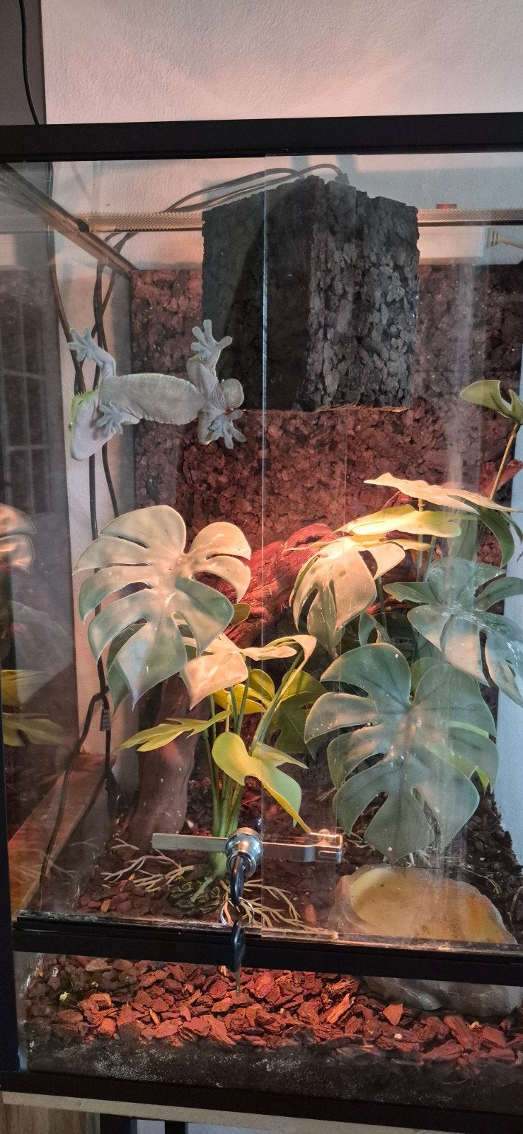 compleet terrarium met wimpergecko, Ophalen, Zo goed als nieuw, Terrarium of Paludarium