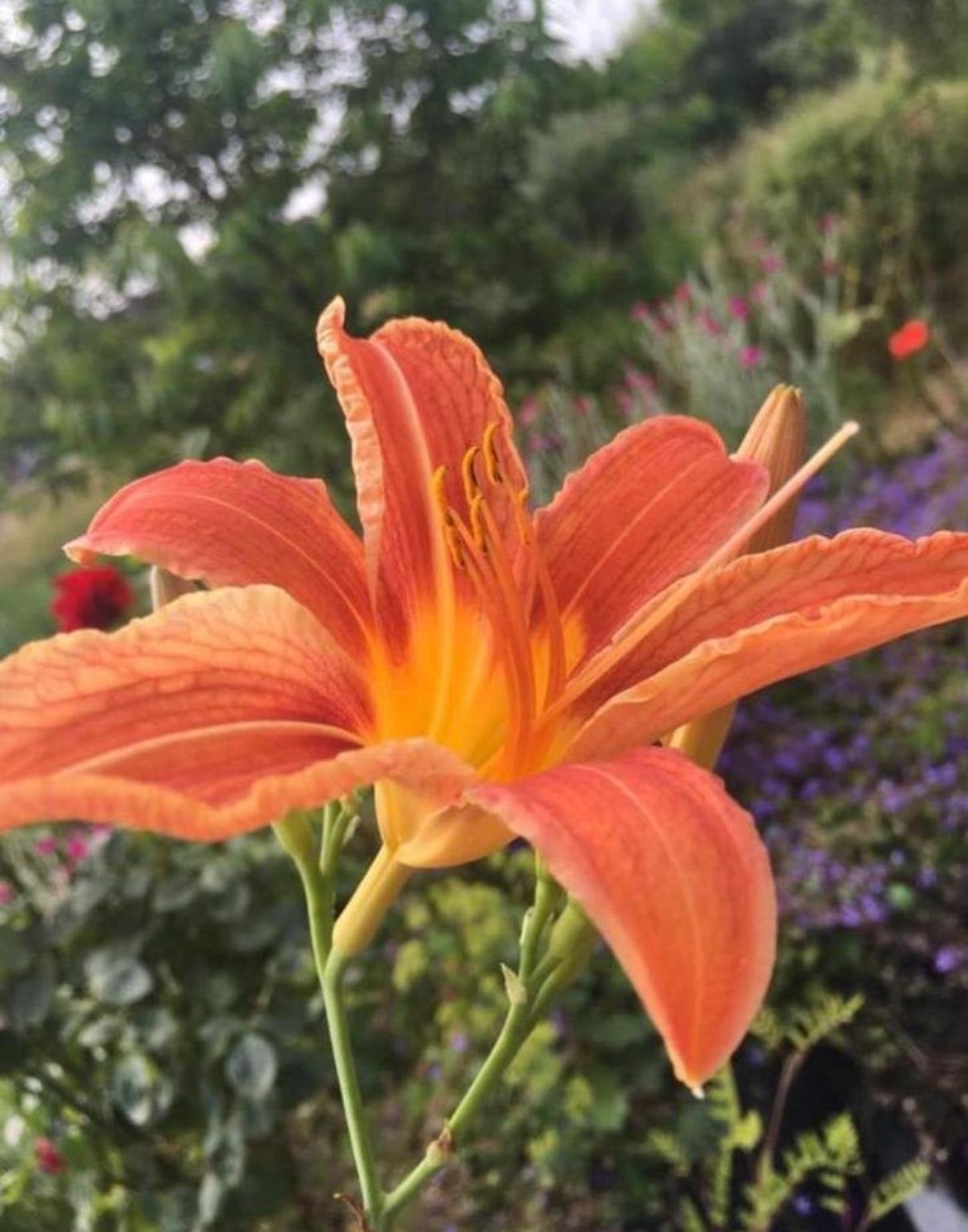 Hemerocallis daglelie Oranje bloeiende vaste plant, Tuin en Terras, Planten | Tuinplanten, Overige soorten, Volle zon, Vaste plant