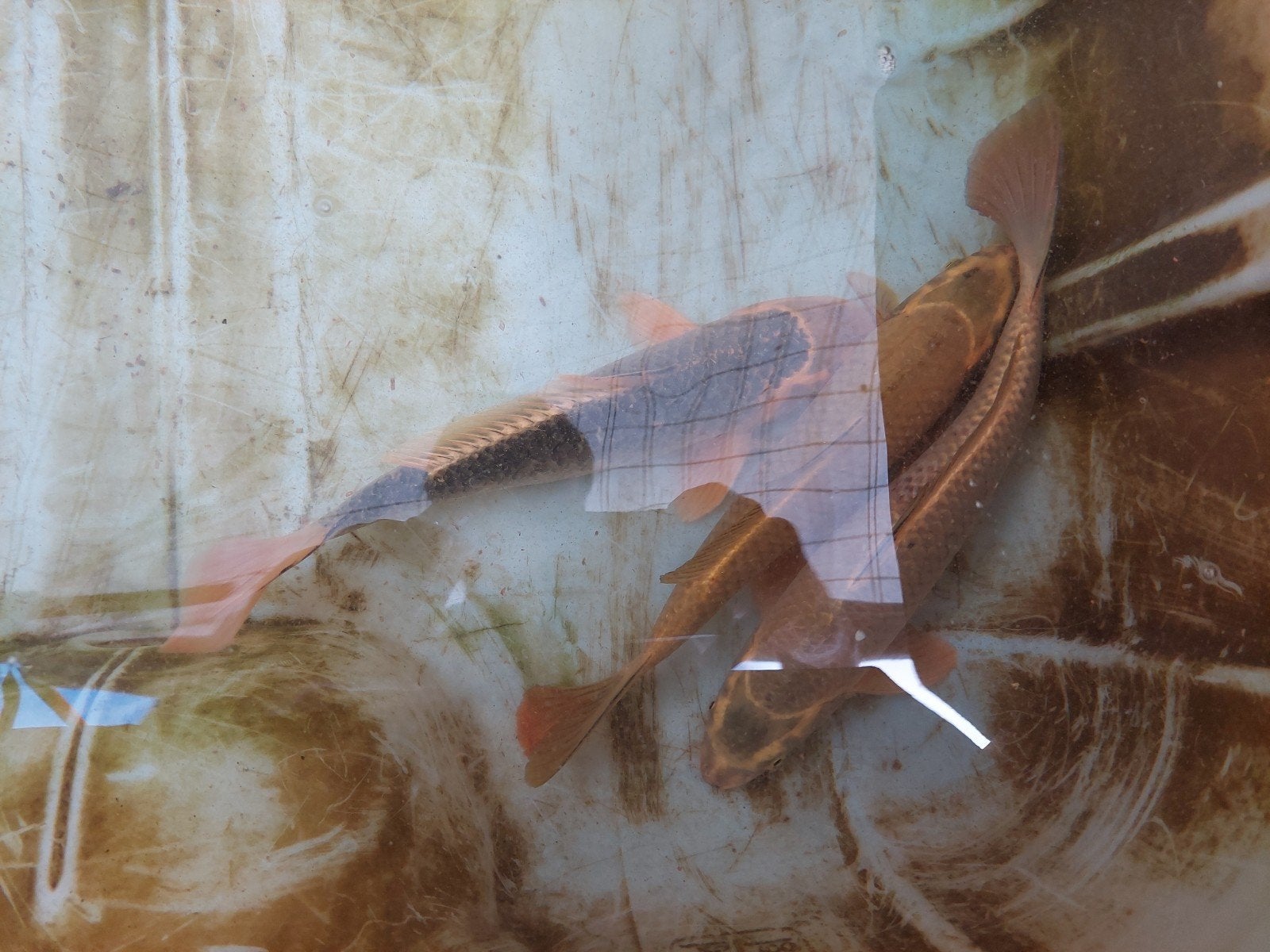 3 kois 45/50cm, Dieren en Toebehoren, Karper of Koi