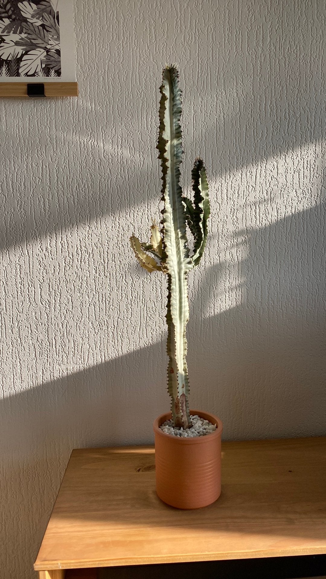 Euphorbia Erythraeae Variegata, Ophalen, Halfschaduw, Minder dan 100 cm