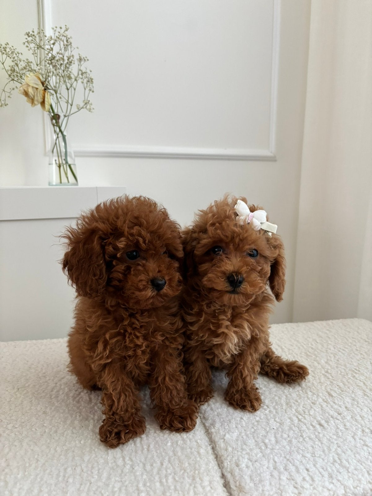Toy poodle / toy poedel, Poedel, Particulier, 15 weken tot 1 jaar, Buitenland