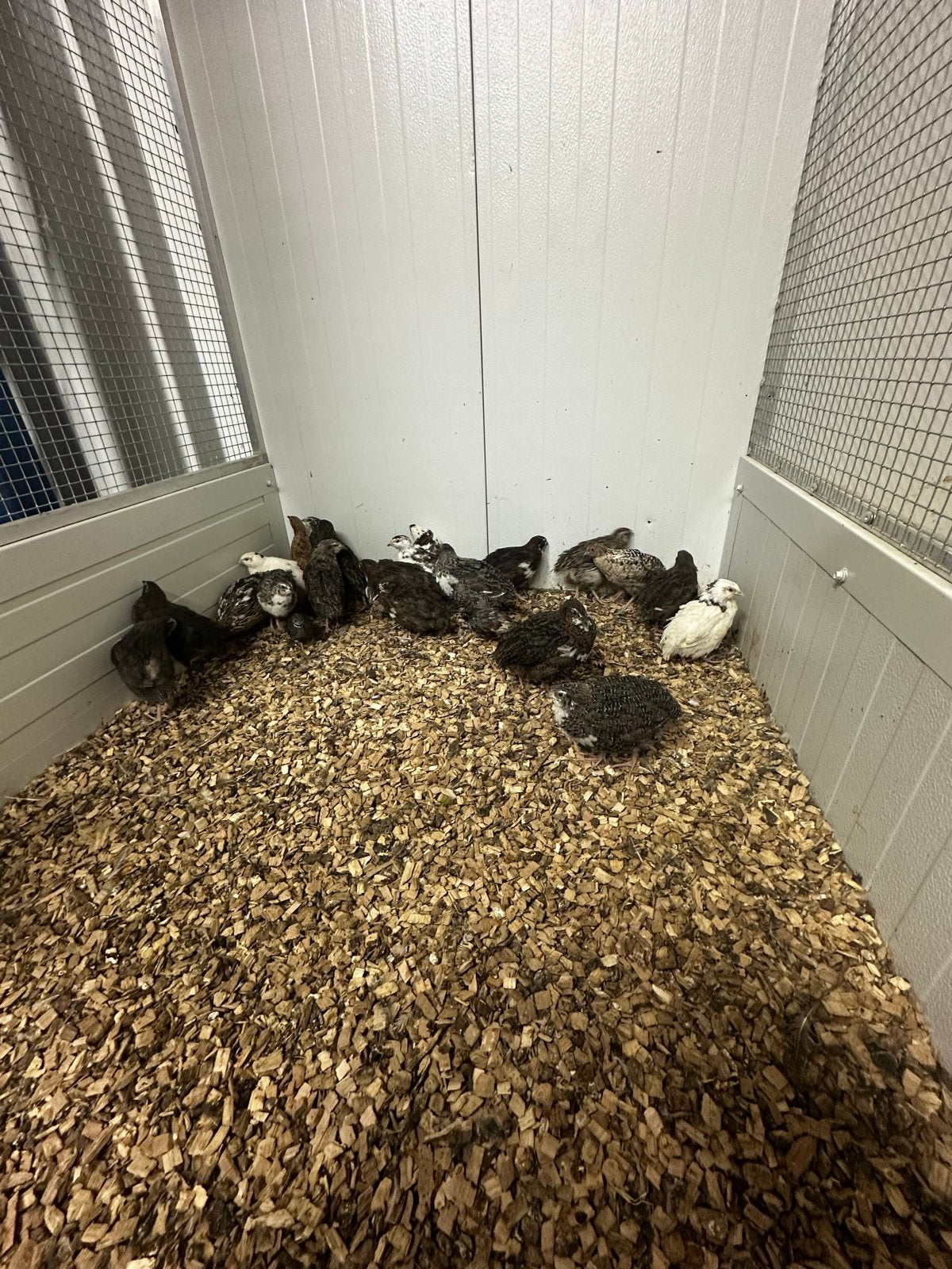 Japanse kwartels, Meerdere dieren