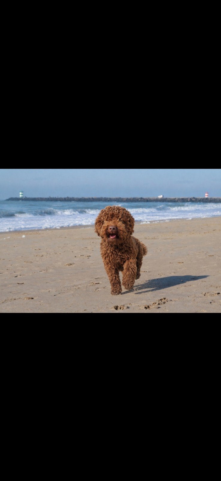 mini labradoodle, Poedel, 8 tot 15 weken, Meerdere, Meerdere dieren