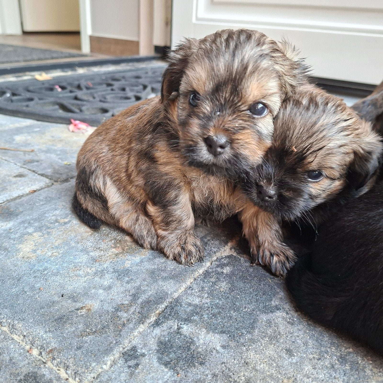 Boomer Pups 2x reu, Dieren en Toebehoren, Parvo, 8 tot 15 weken, Meerdere, Meerdere dieren