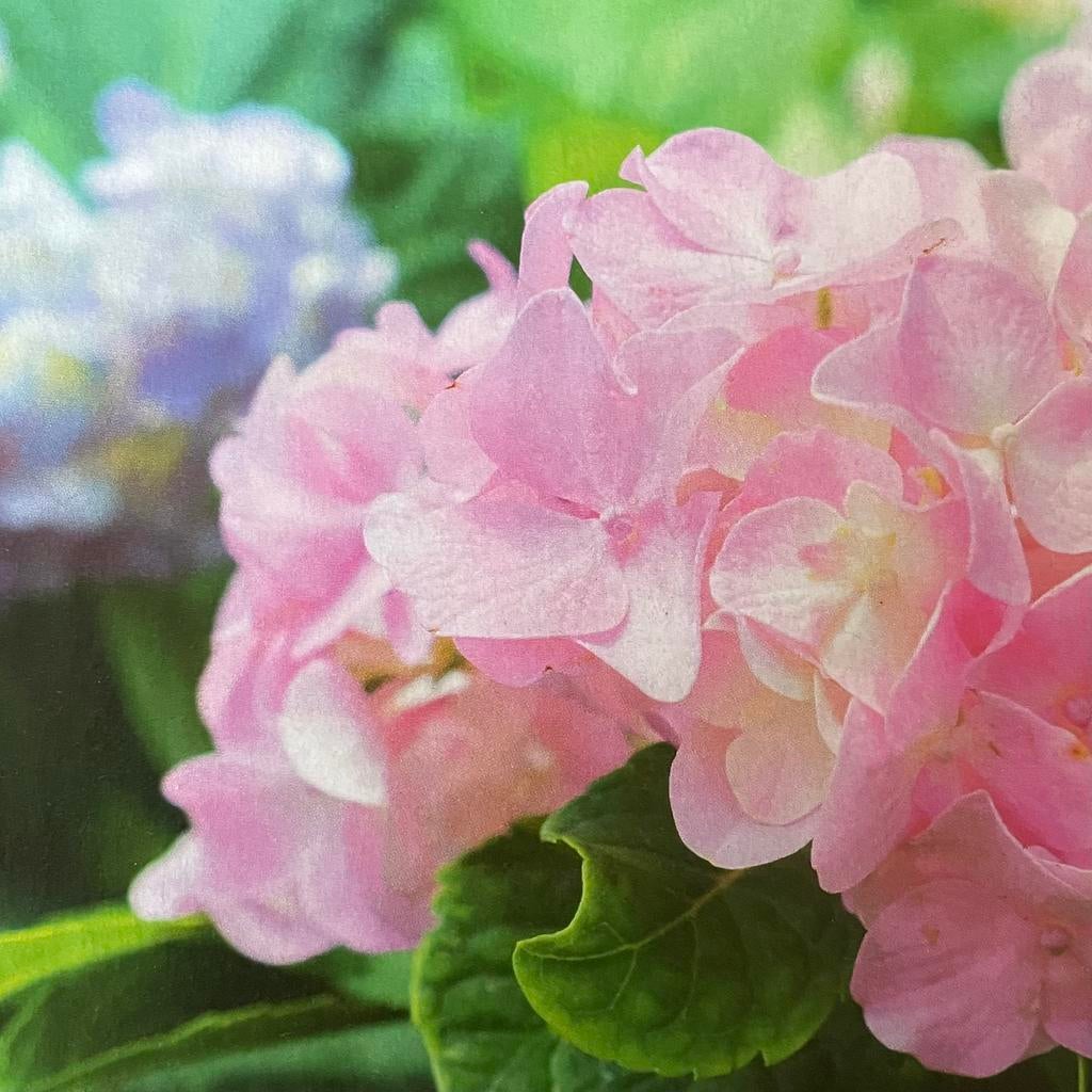 Hortensia macrophylla per stuk., Ophalen, Hortensia, Minder dan 100 cm