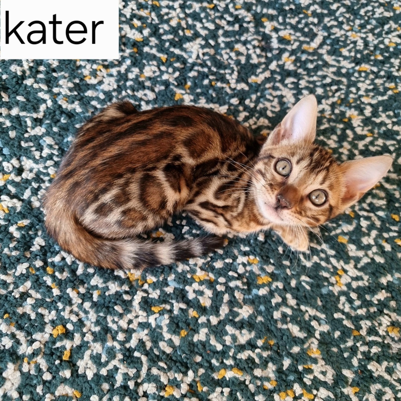 Bengaal kittens met stamboom beschikbaar, Dieren en Toebehoren, Meerdere dieren, Met stamboom, 0 tot 2 jaar
