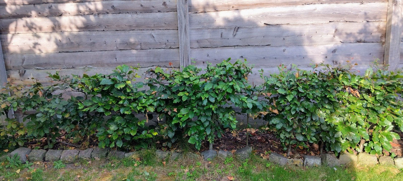 Beukenhaag, gratis op te halen, Tuin en Terras, Planten | Struiken en Hagen, Ophalen, Beukenhaag, Minder dan 100 cm