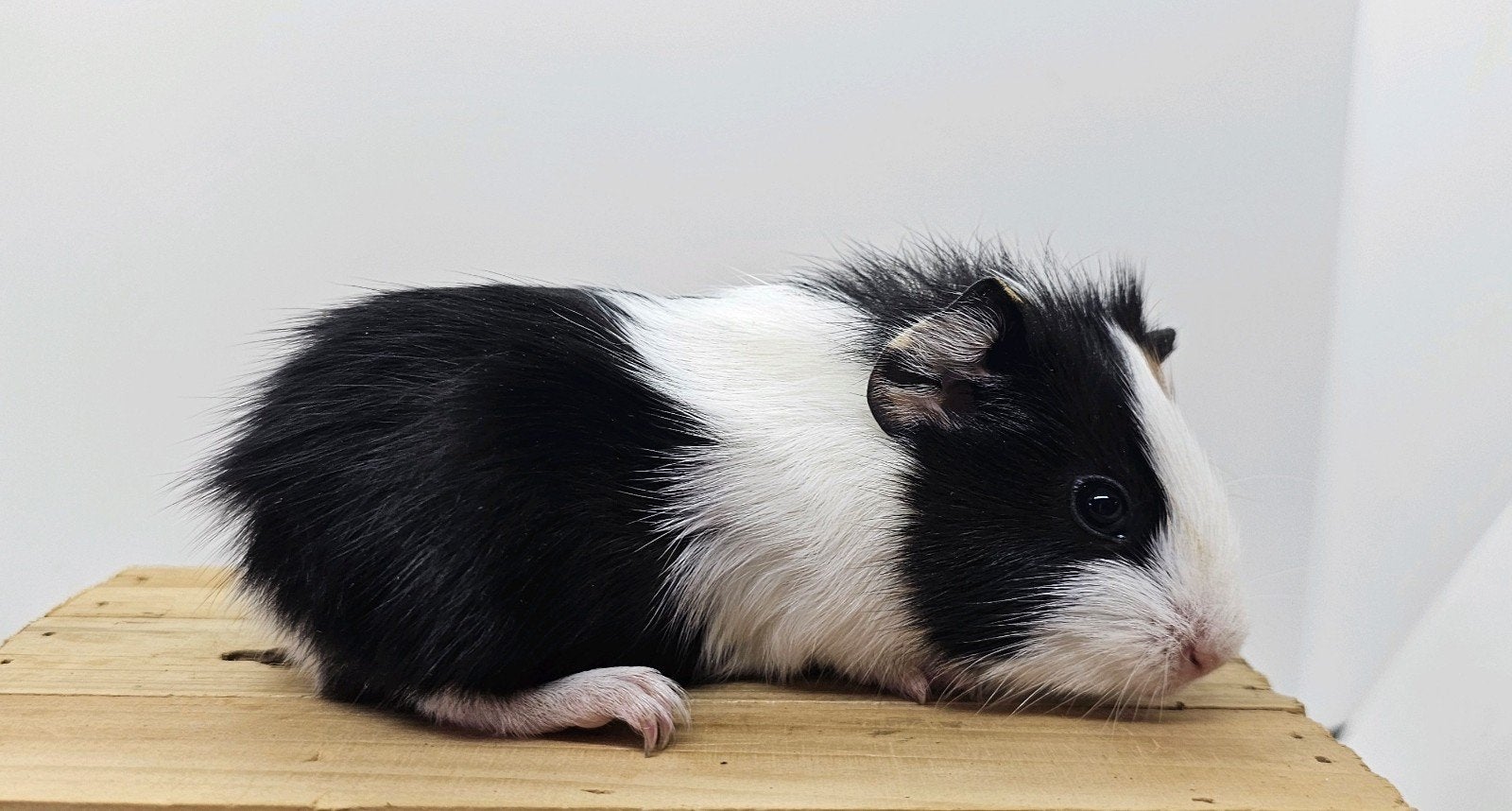 Driekleur beertje langharig, Dieren en Toebehoren, Cavia, Mannelijk, Tam, September