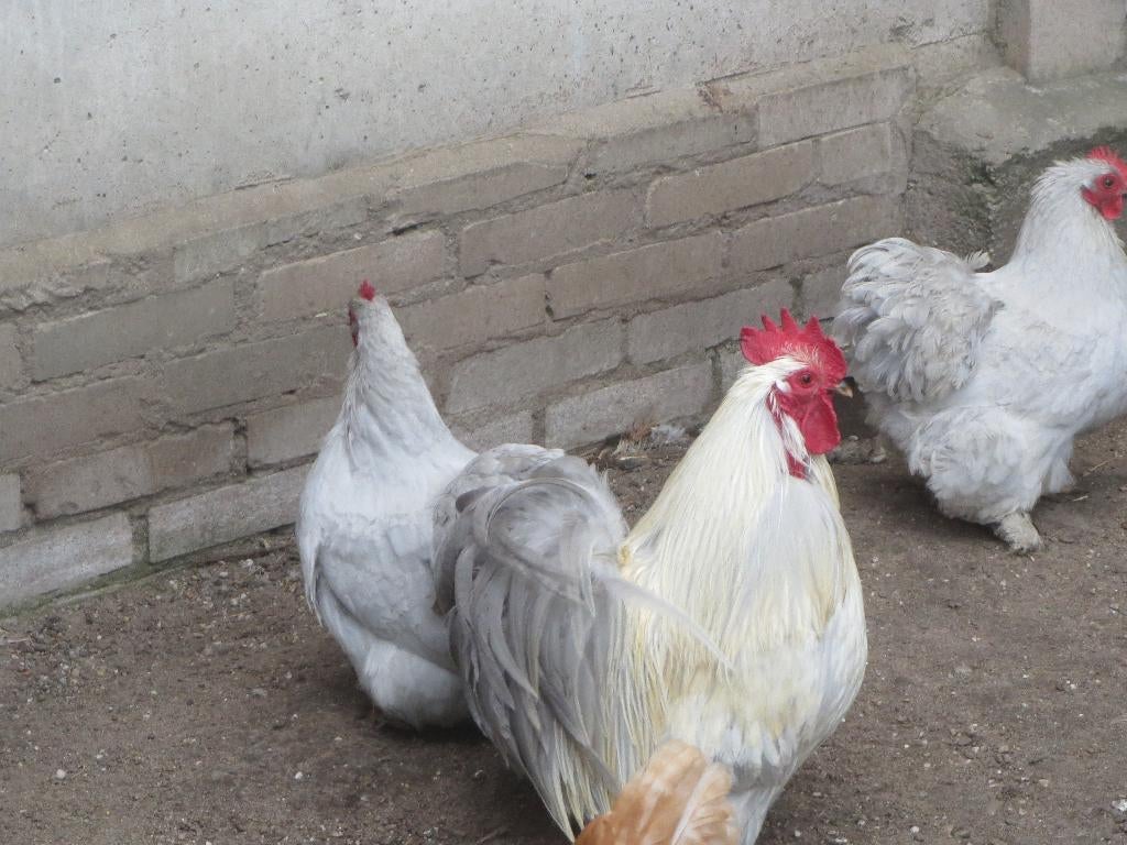 te koop parelgrijse cochin kriel, Meerdere dieren, Kip