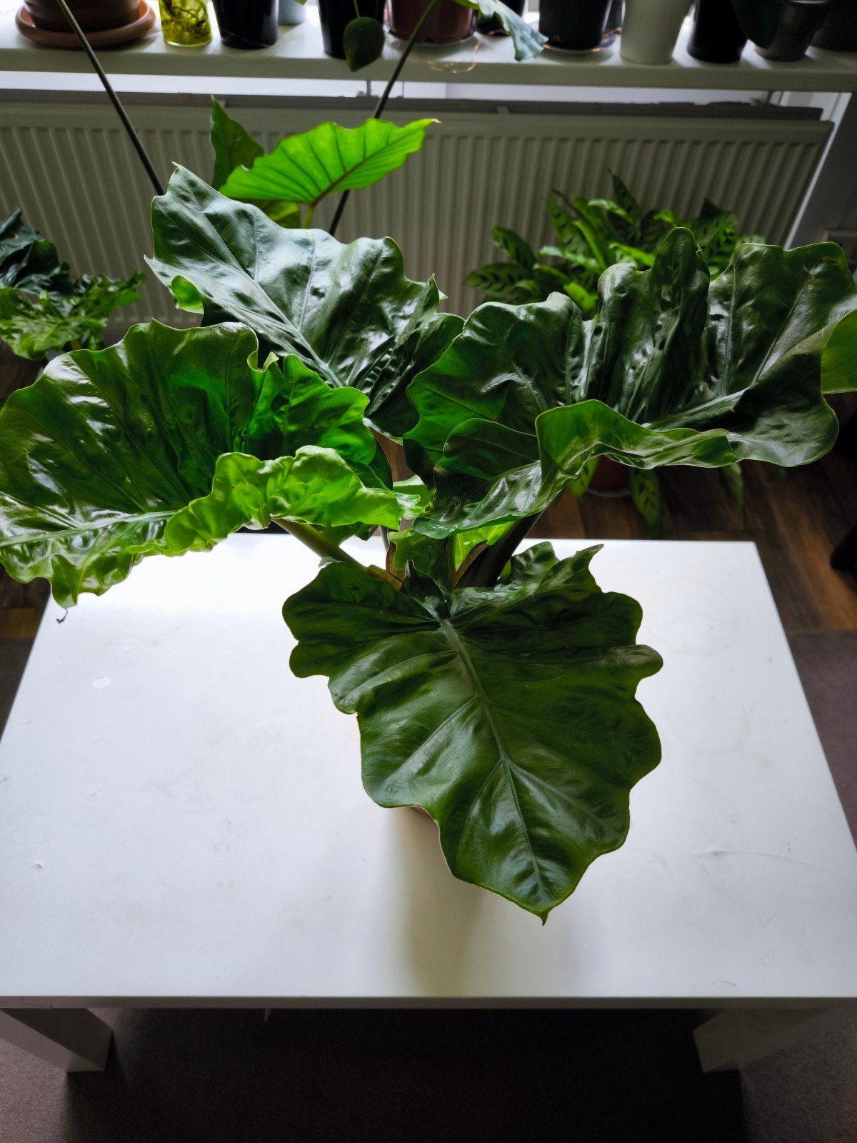 Grote Alocasia kamerplant in pot, Ophalen of Verzenden