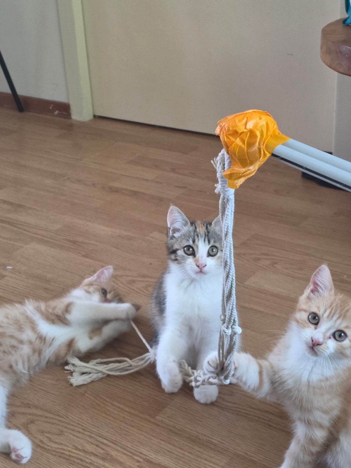 kruising Perzische kittens mogen verhuizen!, Meerdere dieren, Langharig, 0 tot 2 jaar